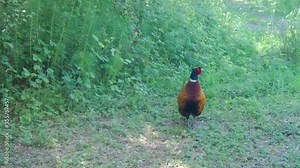 Stading Pheasant (Phaseanus Colchicus) Alone. The common pheasant (Phasianus colchicus) is a bird in the pheasant family (Phasianidae). Animals, birds and wildlife 4k footage