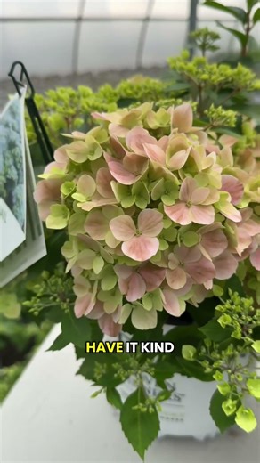 Fairytrail Fresco®: A Cascade of Color