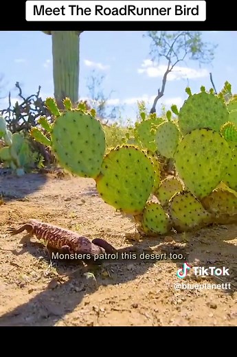 Wilderness Official on TikTok