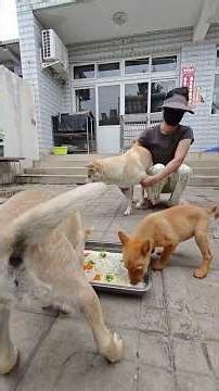 😂🐷Crazy Mealtime! Dogs Fighting Over Food 😂🐷 #viralvideo
