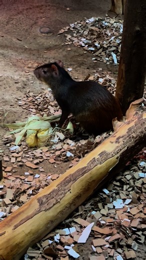 Say hello to Seis- our red rumped agouti! Seis just turned 11 years old and lives in the Animals of the Night building! He has multiple roommates including two sloths, a kinkajou, and a nine banded armadillo! Seis loves himself some corn 🌽 he often gets a corn cob in his diet, and in this video he had the husk still on it so he had to work a little harder for his food! He also gets nuts, biscuits, sunflower seeds, and primate salad (chopped up sweet potato, kale, apple, and banana) in his diet!