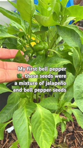Bell pepper/ jalapeño seeds #gardening #homegrown