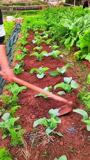 Efficient Soil Maintenance Process to Maximize Horticultural Garden Yields