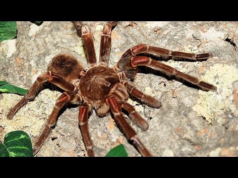World biggest spider : Goliath
