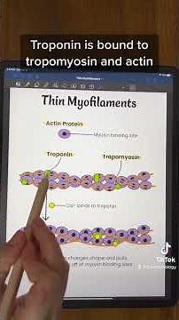Thin Myofilaments: Muscle Contraction | TEAS and MCAT Review #shorts #anatomy