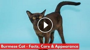 Burmese Cat - Facts, Care & Appearance