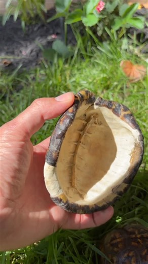 Adrian Eastern Box Turtle on Instagram: "Breaking down the box turtle shell 🐢✨ Nature’s armor is wild! Today I’m showing and explaining the incredible structure of a box turtle shell — one of nature’s coolest designs! 🐢💛 It’s more than just “a shell”… it’s bone, protection, and survival all in one. Education + turtles = my favorite combo! #EasternBoxTurtle #FunnyAnimals #TurtleTok #TurtleLife #CornLover #PetComedy #TurtleEats #PetReels #AnimalShorts #CutePets #FunnyPetVideos #ViralAnimals #Re