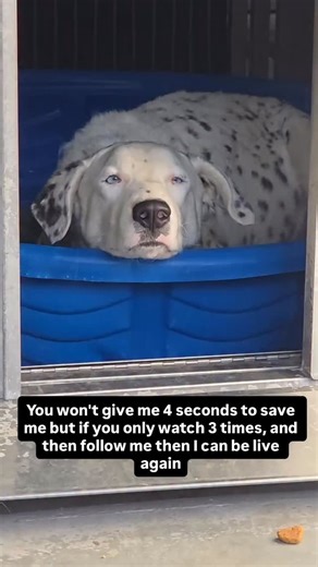 Animal rescue kimbo on Instagram: "Her belly is heavy now, stretched tight with life that could arrive at any moment. Pretty Girl is a very pregnant Dalmatian–Australian Shepherd mix, and every day in the shelter brings her closer to giving birth in a place no mother should ever have to. The constant noise. The unfamiliar smells. The stress. The confusion. She doesn’t understand why she’s here—only that her body is preparing for something instinctive, powerful, and terrifying to go through alone