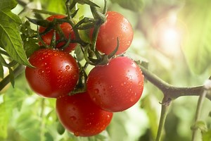 6 conseils pour cultiver les tomates sans les arroser