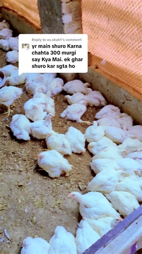 Poultry Farming Tips for Beginners and Enthusiasts