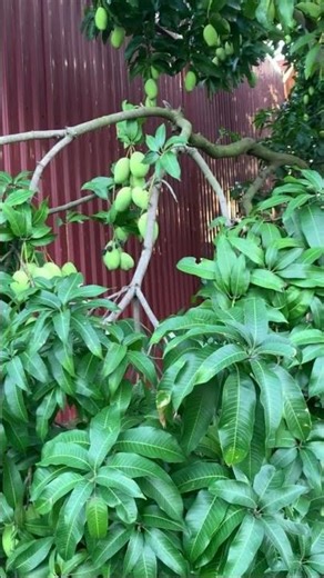 Amazing mango farm #farm #fruit #farming101