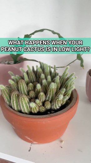 🌵Have you ever noticed these signs on your Peanut cactus?! 👀 #succulentsbox #succulents #cactus #peanutcactus #etiolation | Succulents Box