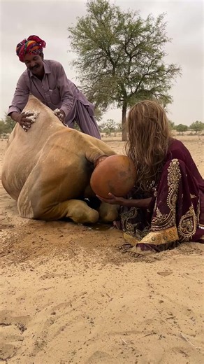 😱🐪 ماذا حدث خلف الجمل؟ لن تصدق الحقيقة! 🔥 Disclaimer – Desert Life Content 🐪🏜️🌿 This video shows real desert life and natural situations involving camels, animals, and people living in desert areas. The purpose of this content is only educational, informational, and documentary to show the culture, lifestyle, and daily struggles of desert communities. 🐪🏜️ All videos on this channel are 100% original content recorded and created by our team. We respect animals and nature, and no animals a