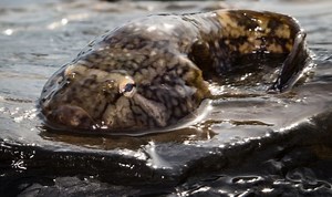 Inspired by Northern clingfish, researchers make a better suction cup