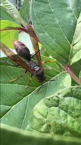 paper wasp #animals #shorts #shortvideo #nature