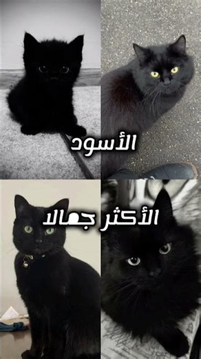 افضل انواع 🐈 القطط #minecraft #اكسبلور #لايك #minecraftmemes #ماين_كرافت #foryou #dream