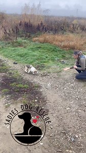 Left amongst shoes 👞, yet this Cinderella wasn’t looking for a golden slipper 🥿 , it was a golden ticket 🎟️ outta there she so desperately wanted 🙏🏼 We saw her by chance, on an off road track. My thought is always, “ I hope they’ll allow us to catch them” This girl was running into our arms 💗 Once in the car, she felt the warmth and couldn’t keep her eyes open. Safe now little sweetheart. Such a unique looking girl 💗 But what will her name be? Who would be so kind as to sponsor and name h