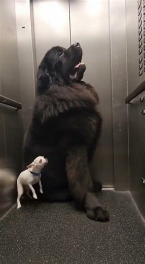 This Elevator Got Awkward… 😭