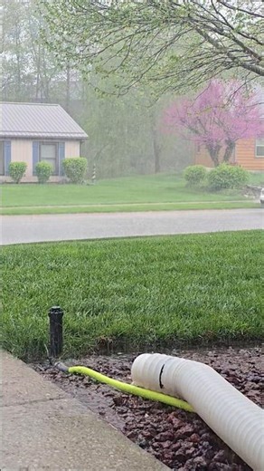 Satisfying Lawn Watering in Spring Rain #asmrrain #nature #asmr