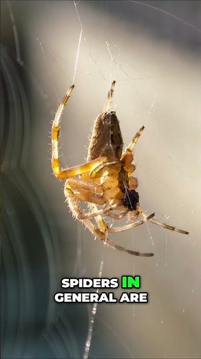 Finishing your basement? 🛠️ Don’t ignore the spiders.