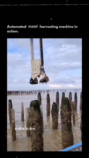 Engineering | Science | Technology on Instagram: "An automated mussel harvesting machine in action shows how modern aquaculture has transformed seafood farming. These machines travel along mussel lines or seabed farms, lifting, stripping, and collecting mussels in one continuous process. Rotating drums and gentle mechanical shakers separate the mussels from ropes or substrates while minimizing shell damage. High-capacity harvesters can collect several tons per hour, cutting harvest time from day