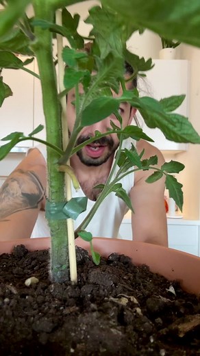 How to clone tomatoes! 🍅🤯 #tomato #tomatoes #howto #gardenhacks #gardening #plantsoftiktok #plantbased #diy #planttiktok