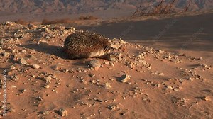 Desert hedgehog looking for food in desert / eilat, negev desert, Israel