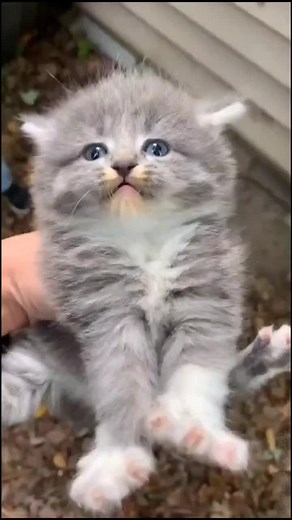 when people try to pet me.