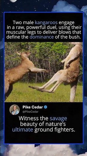 Kangaroo Boxing: The Brutal Reality of Their Fights #Kangaroo, #Wildlife, #Nature, #Animal Fight,