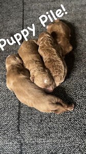 3K views · 61 reactions | Newborn Irish Doodle pups | Crockett Doodles | Facebook