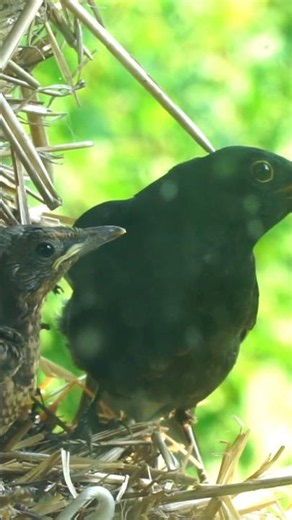 KOS KARMI #birds