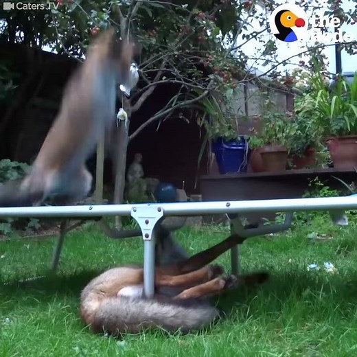 Foxes Love Their Trampoline