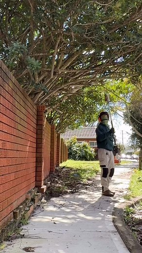 67K views · 465 reactions | General tree maintenance can save you a lot of money #satisfying #asmr #treetrimming | All About Grass and Gardens | Facebook