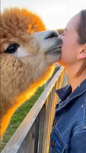 Ultimate Animal Fails Compilation - Can't Stop Laughing! 😂🐾