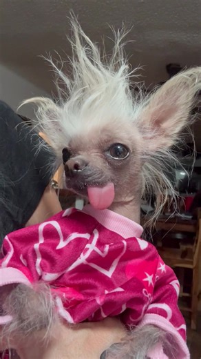 Explore Chinese Crested Hairless Dogs
