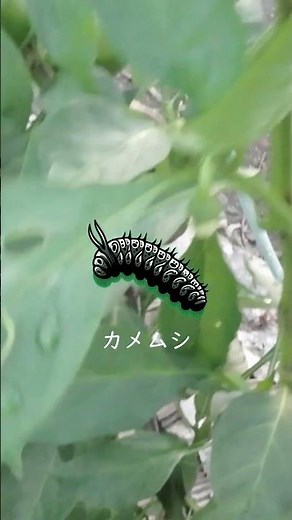 ピーマンに穴？厄介な虫の原因と対策を解説します！ #家庭菜園