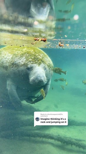 Reply to @silentinoaparicio03 it’s a Rock! 🥹🥹 #manatee #wildlife #floridacheck #fyp
