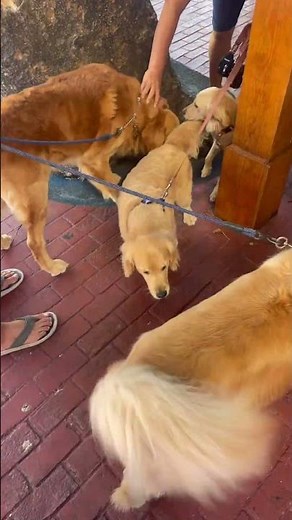 Mini Golden Retrievers meet Full Grown Golden Retriever Dogs