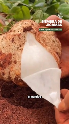 ¿Antojo de jícamas frescas y cultivadas por ti? 🏡😎 En este video te enseño paso a paso cómo sembrarlas, cuidarlas y cosecharlas en casa. Son más fáciles de lo que crees y perfectas para tener un cultivo diferente en tu huerto urbano 🌿💧 ¡Anímate a probar y cuéntame cómo te va! 👇🔥 #Jícamas #HuertoEnCasa #CultivaEnCasa #AgriculturaUrbana | Edén Agricultura Urbana