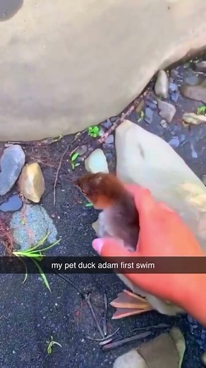 My pet duck Adam going for his first swim😭 #4k