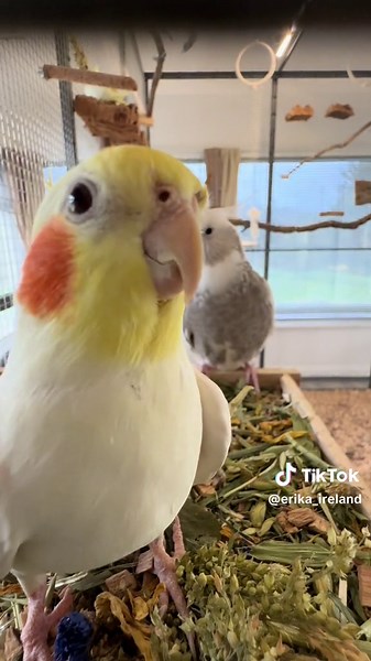 #birds #birdtok #animals #fyp #cockatiel #nymphensittich #pet #parrotslover #parrotsoftiktok #birdsoftiktok #vogel #cute #funny #parrot