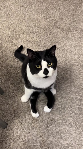 SHES HERE. #cat #tuxedocat #pet