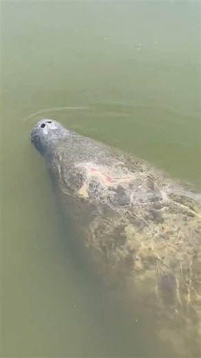 The Shocking Truth About Feeding Manatees | Never Give Water to a Manatee | Its Illegal and Here Why