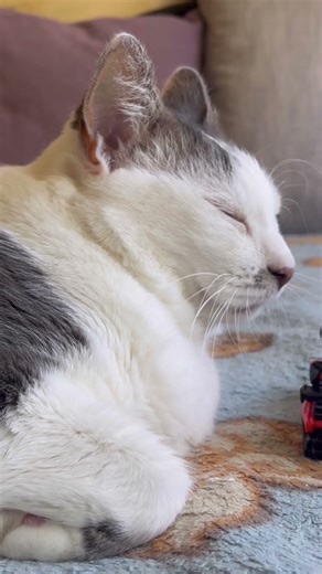 Cute Cat purring for Relaxation. Sweet Cat purring for you. Guan In 03. Sweet video for relaxation