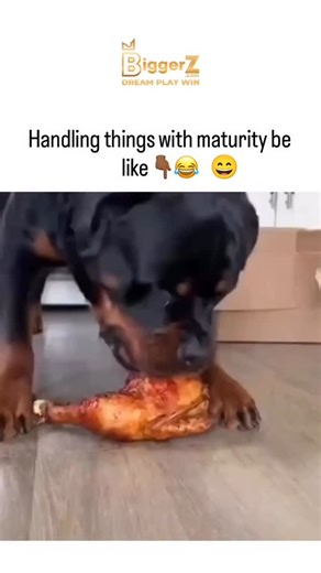 Make Some Moise on Instagram: "When “handling things with maturity” turns into quiet dominance 😂 Big dog’s just minding his business… little dog starts yapping like he owns the whole house… and with ONE look — the big dog shuts him up instantly 😳🐶 Handling things with maturity be like haha — no barking, no drama, just silent authority. It’s hilarious how dogs have their own version of “I’m not arguing with you.” If you love funny pet personalities and these unspoken dog hierarchies, you’re de
