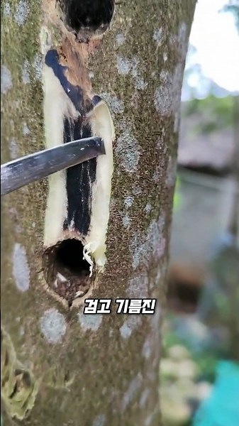 Why Nails Are Driven Into Trees