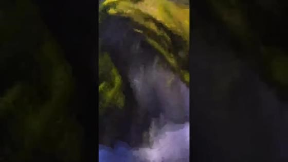 Let's take a quick trip on Avatar — Flight of Passage at Disney’s Animal Kingdom park