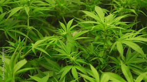 Young cannabis plants in the fifth week at the beginning of the flowering phase, movement in the wind, tent in the background, truck shot