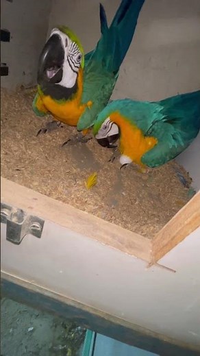 Blue Macaw Pair Egg Laying Journey | Macaw Breeding Season | Exotic Birds