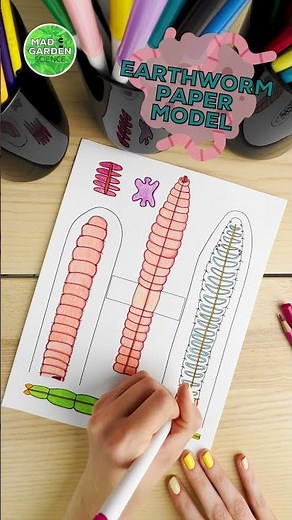 Earthworm Dissection Model 🪱 #earthworm #homeschoolscience